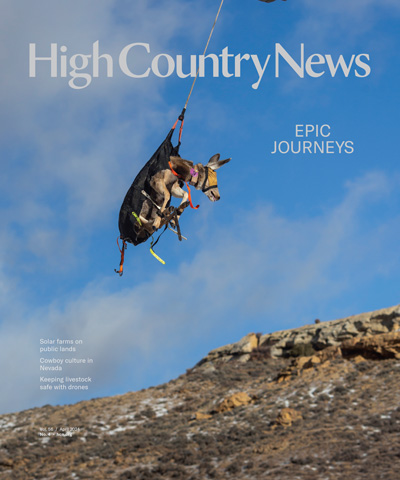 Mule Deer 665 is brought in via helicopter for biological testing in early December near Superior, Wyoming. The doe caught researchers’ attention after she made a surprising migration, traveling more than 220 miles from Wyoming’s Red Desert to summer range near Idaho Falls, Idaho.