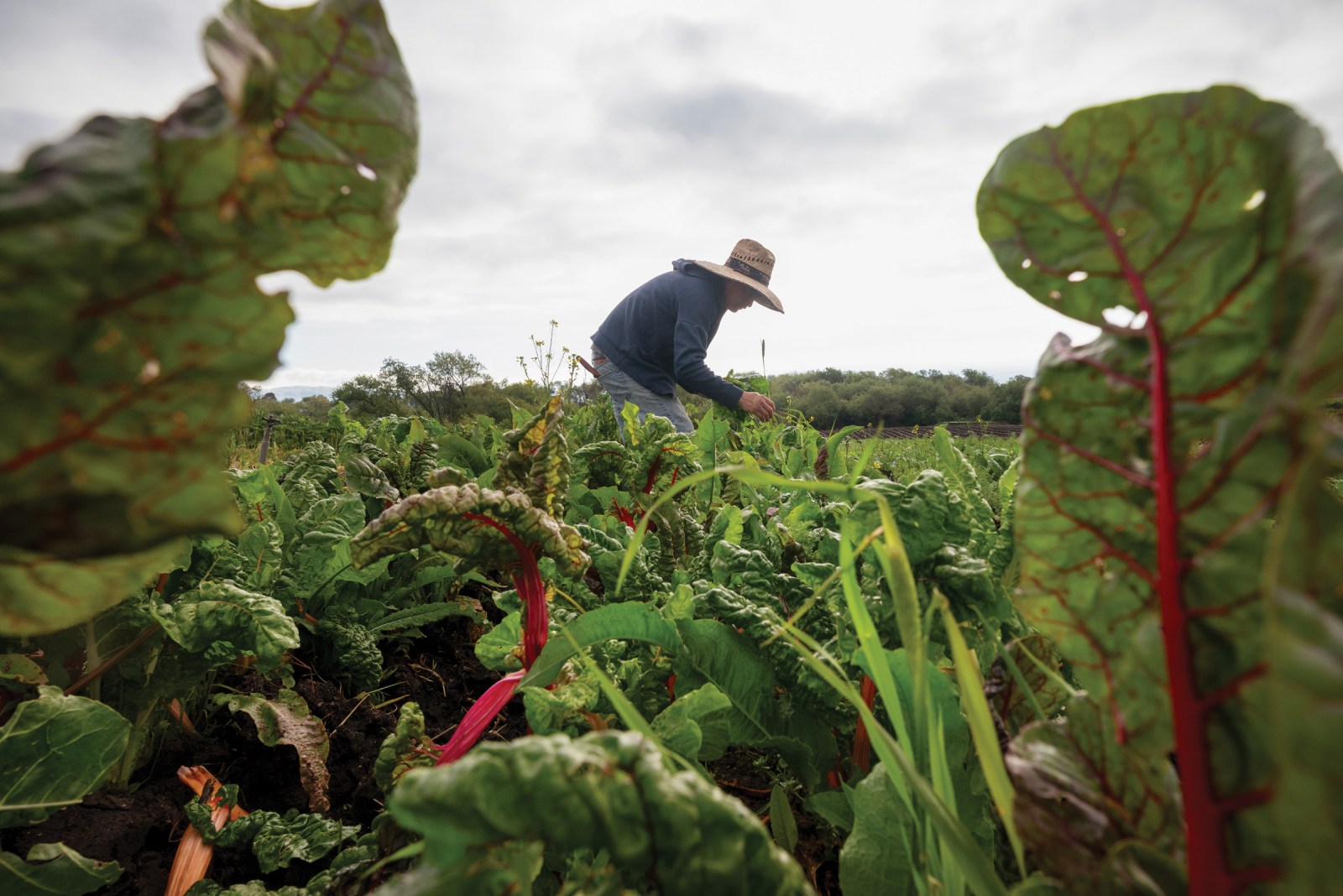 Erick Acosta harvests produce at Picoso Farm in April.