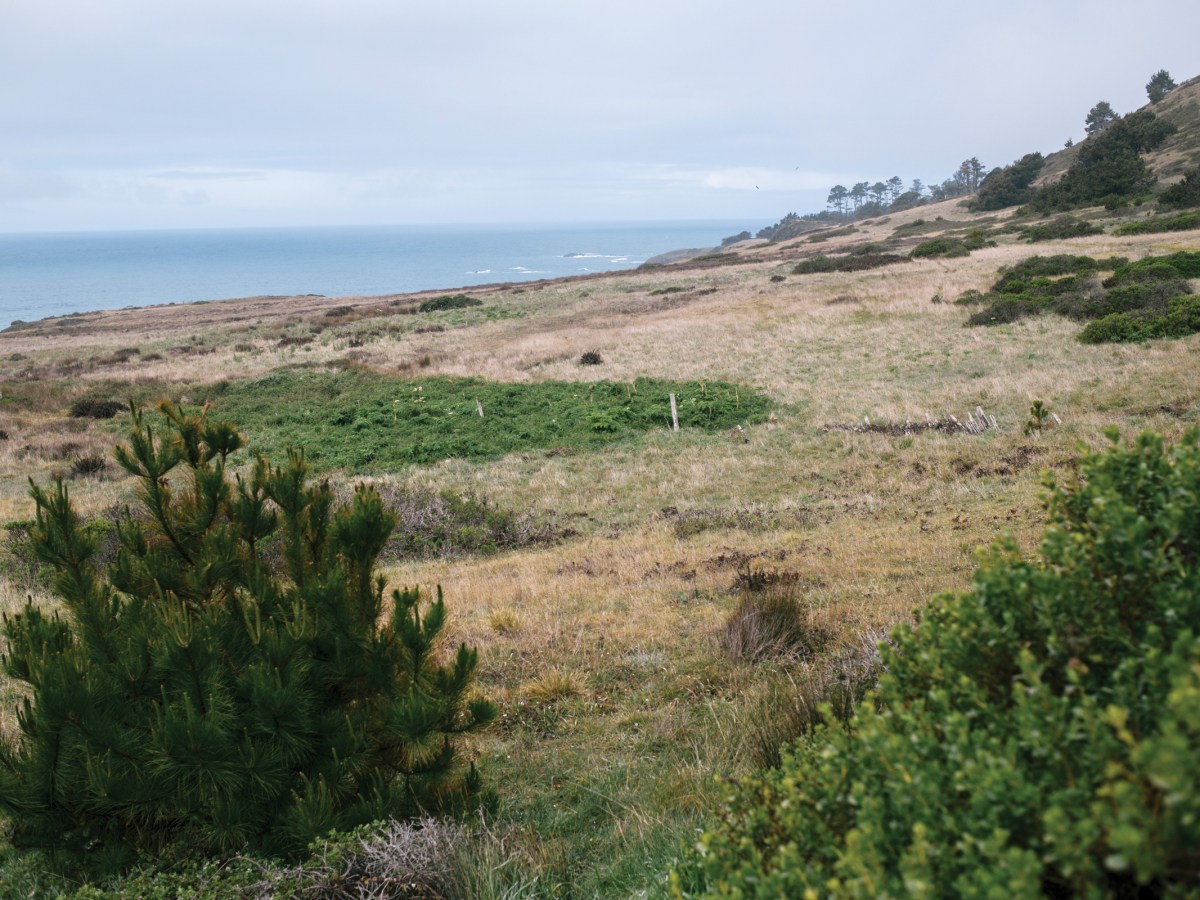Behren’s silverspot butterfly habitat in Mendocino County.