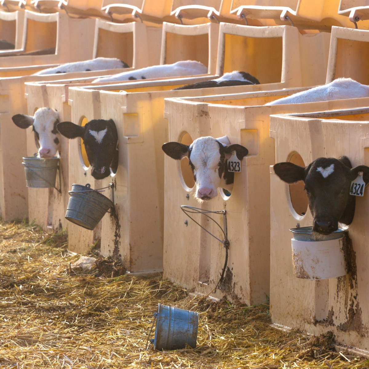 Banning concentrated feedlots is on the ballot in Sonoma