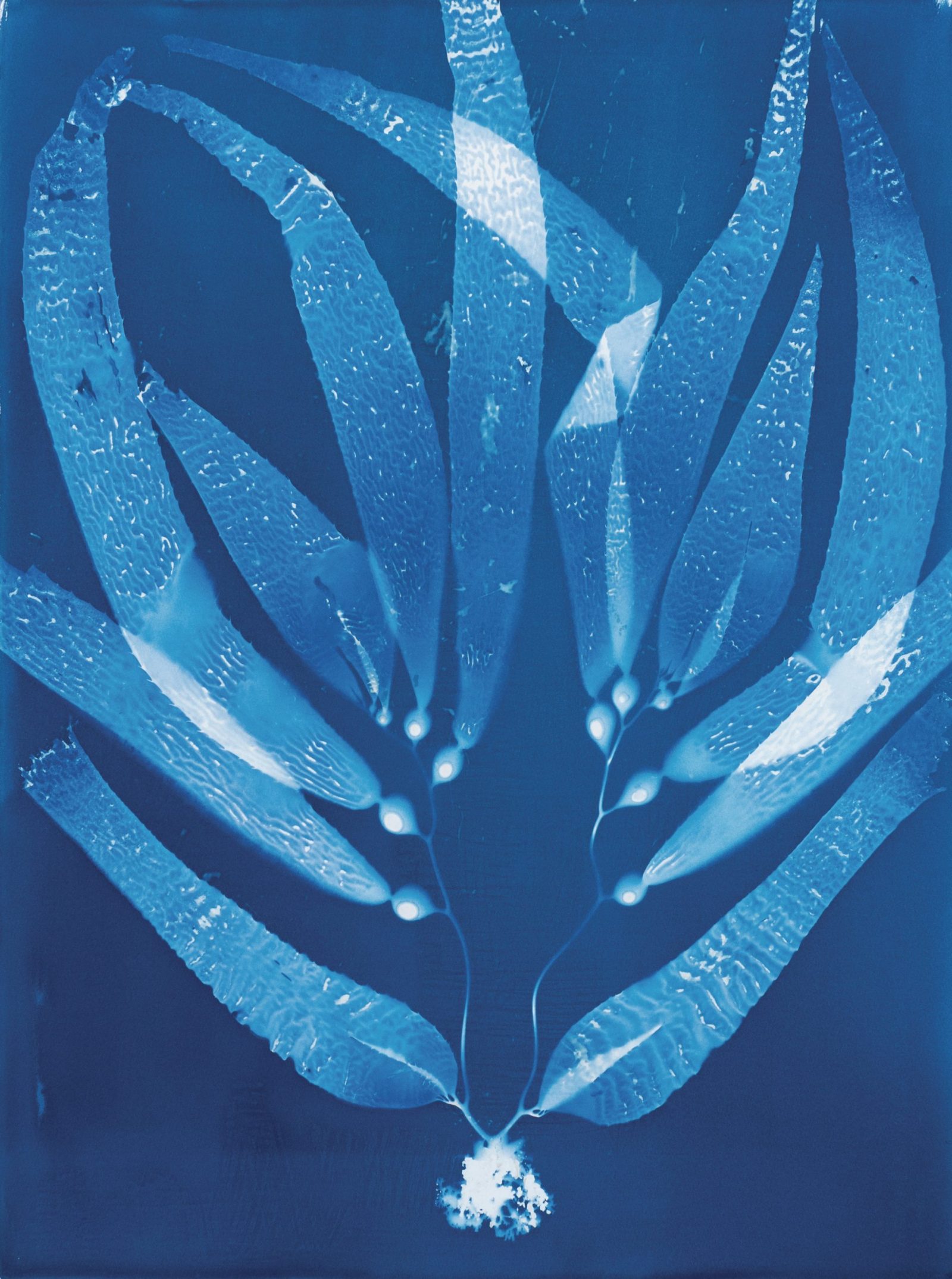 Giant Kelp Study 52, cyanotype on paper, 30x22 inches.