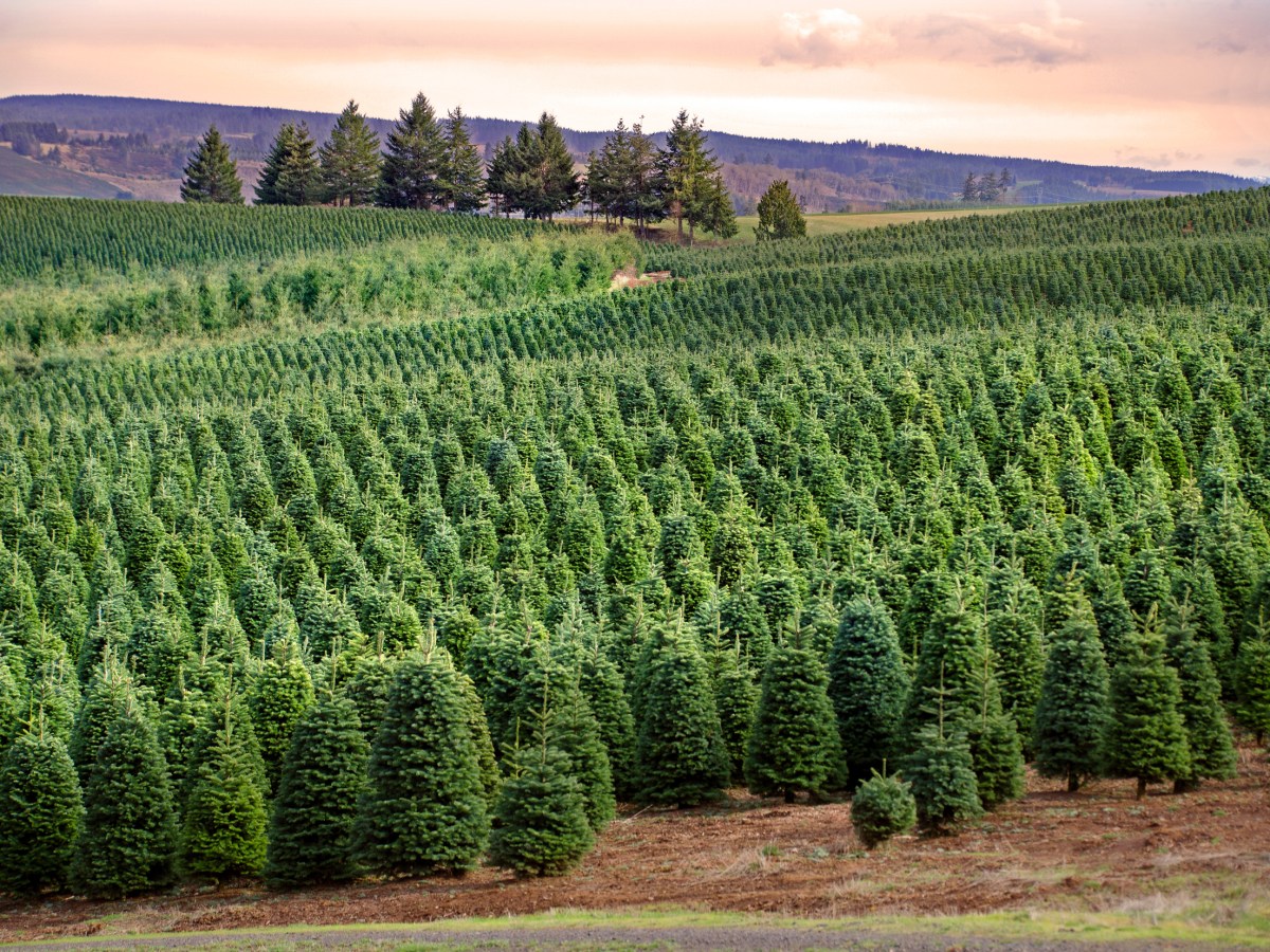 What’s on your Christmas tree? Hint: Not just ornaments