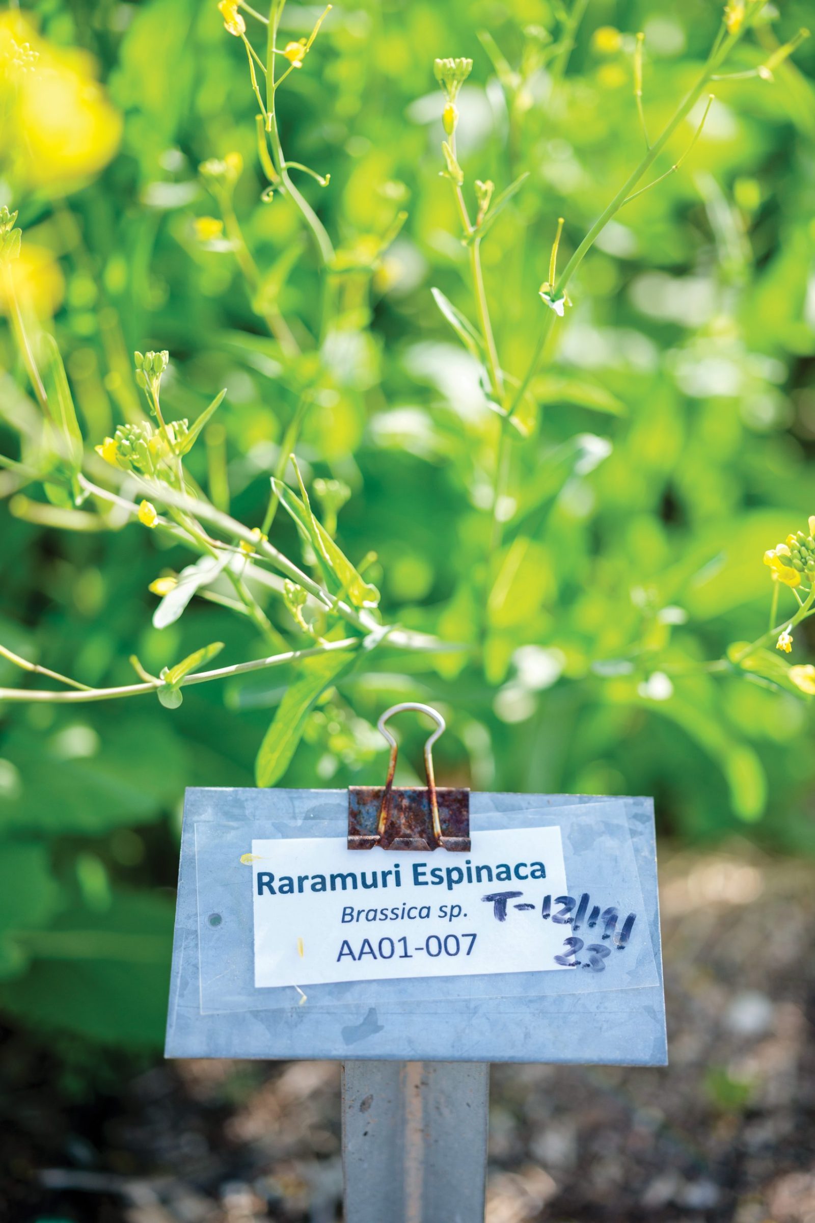 Raramuri Espinaca, a species of mustard green native to northern Mexico, growing at Native Seeds/SEARCH.