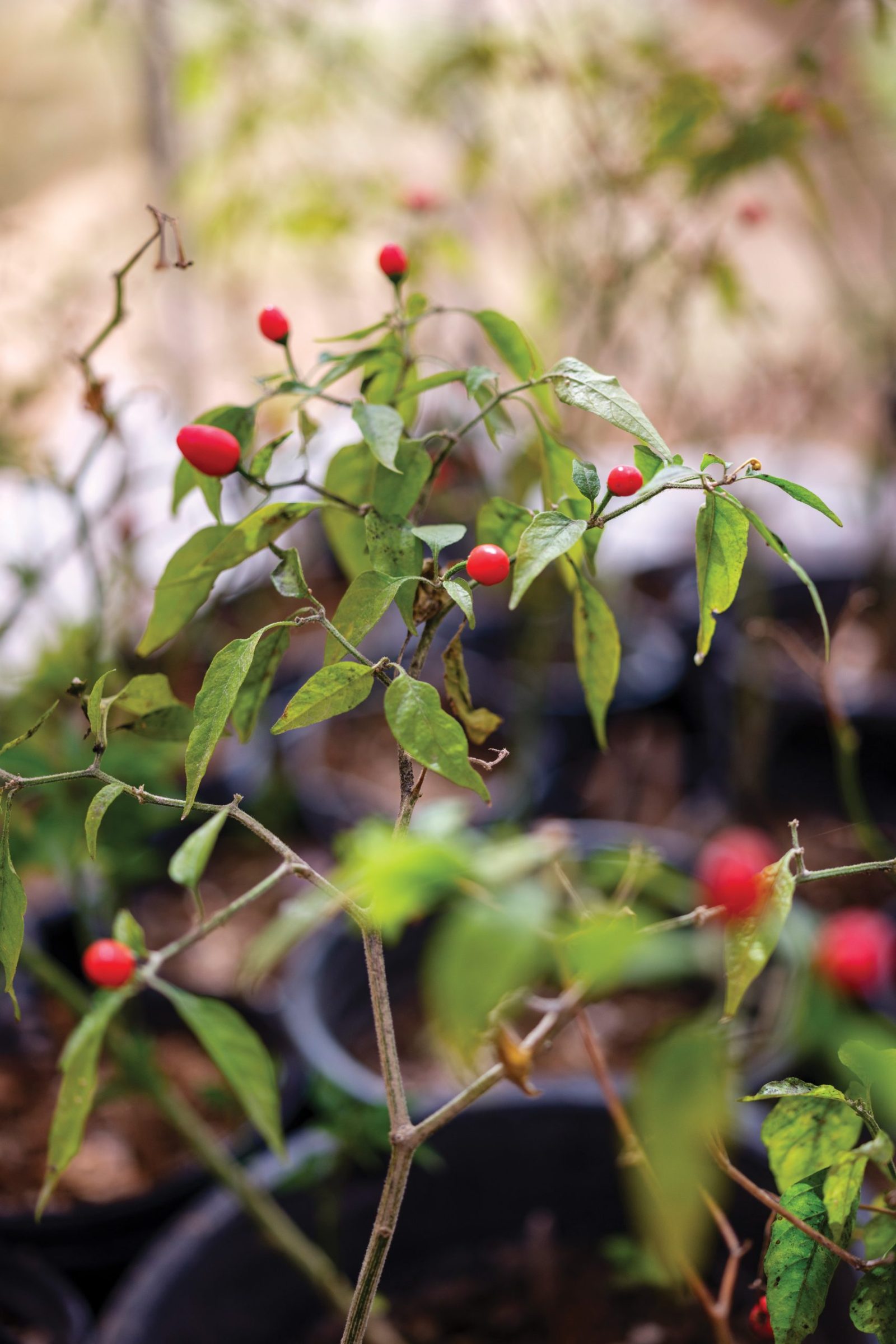 A chiltepin chile pepper plant grows in a greenhouse at Native Seeds/SEARCH in March.
