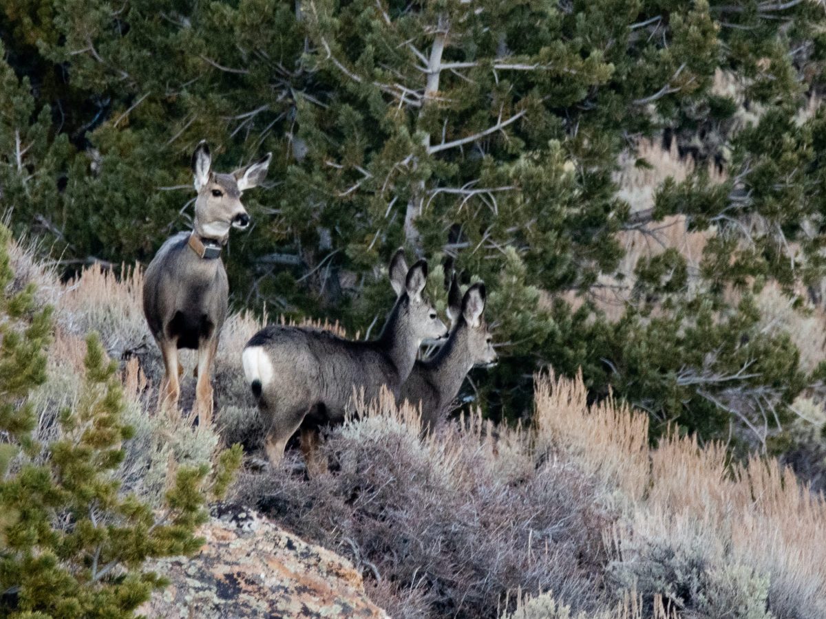 Deer 255 reaches the end of her journey