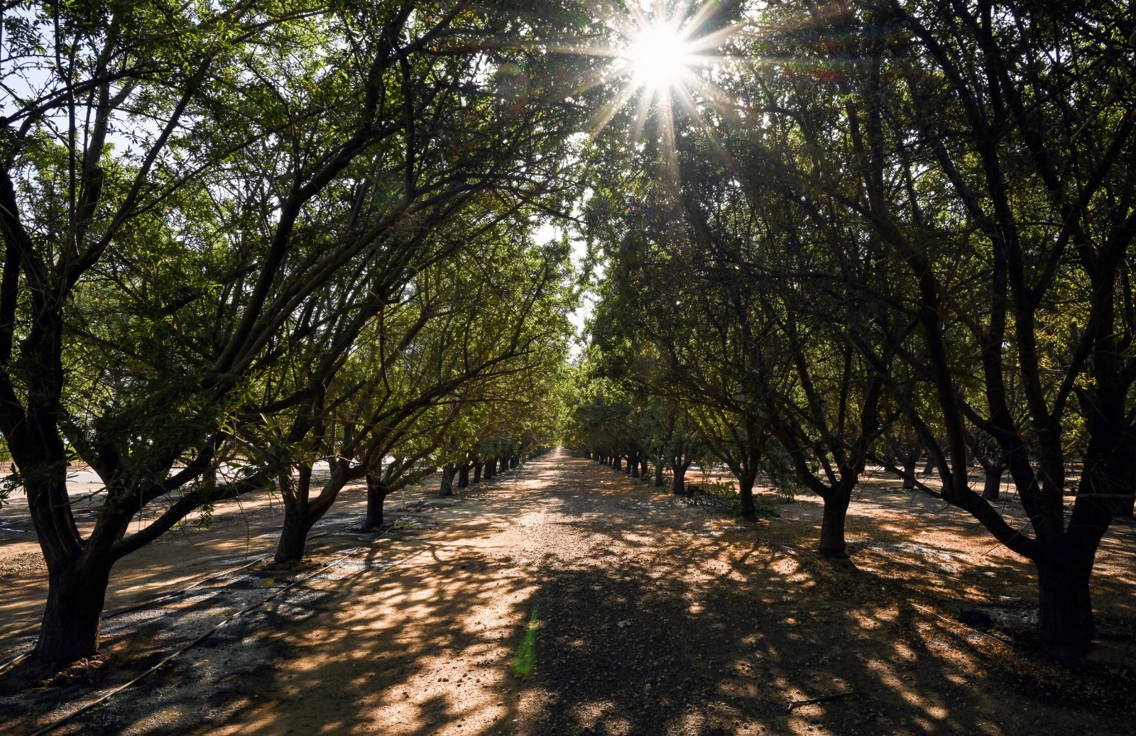 A woman's body was discovered by an employee in an almond orchard near Delano, California on July 15, 1980. The woman was referred to as Kern County Jane Doe until 2020, when she was identified by a family member as Shirley Soosay.