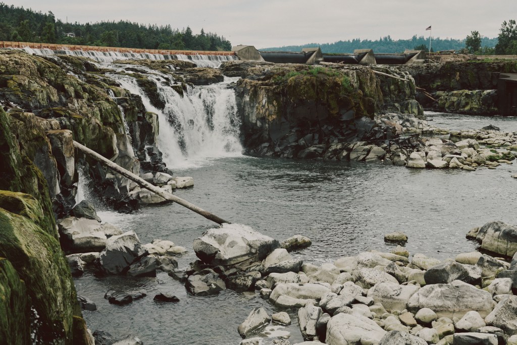Pacific lamprey’s ancient agreement with tribes is the future of conservation