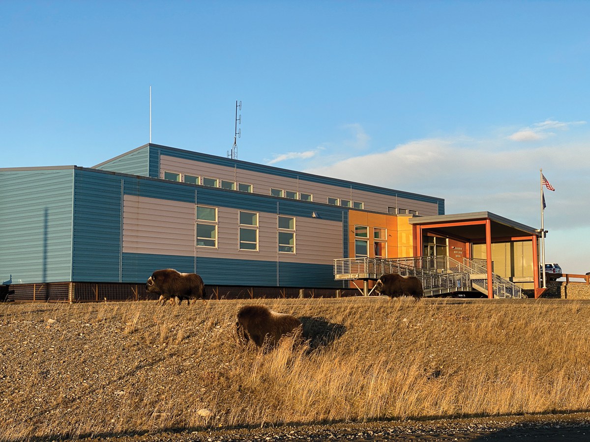A herd of musk oxen occupies the Nome Public Safety building, camping out on the gravel parking lot and roaming the premises. Musk oxen increasingly take up residency inside Nome city limits during the summer.