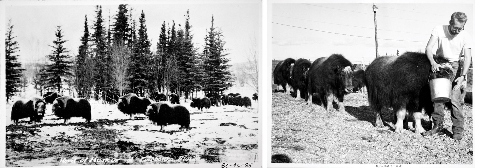 A herd of musk ox in Fairbanks, Alaska, c. 1890-1932 (left). Fannie Quigley Collection, Alaska and Polar Regions Collections, Elmer E. Rasmuson Library, University of Alaska Fairbanks, UAF-1980-46-85. A man feeds musk oxen at the University of Alaska Musk Ox Farm, c. 1964-1974 (right). Historical Photograph Collection, Alaska and Polar Regions Collections, Elmer E. Rasmuson Library, University of Alaska Fairbanks, UAF-1983-209-53.