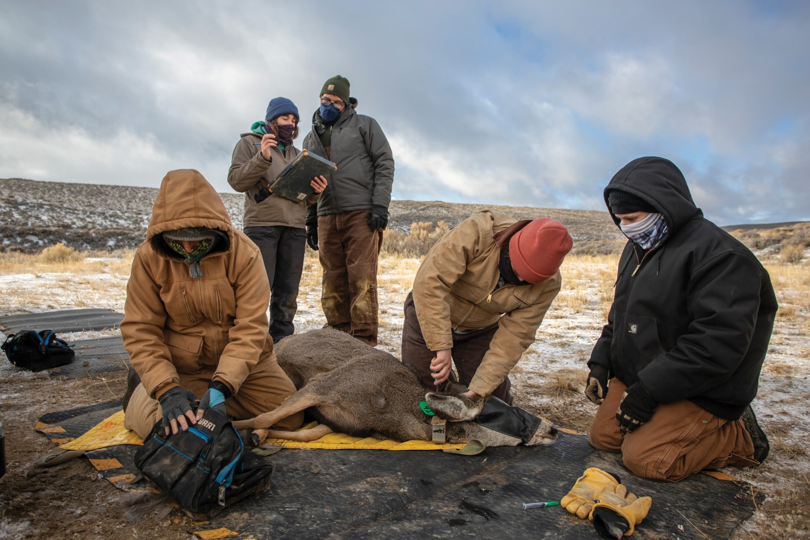 Researchers with the Wyoming Migration Initiative and Monteith Shop run biological tests and fit mule deer with tracking collars during an aerial capture operation in early December near Superior, Wyoming.