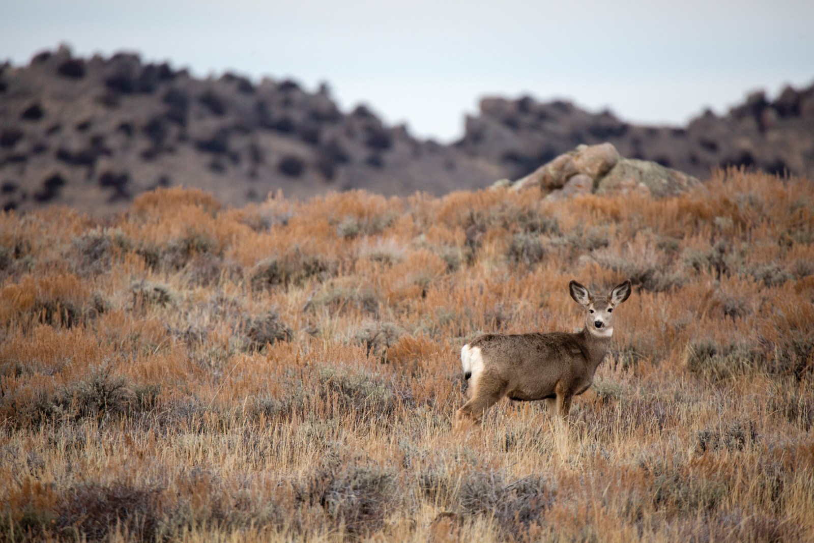 A young mule deer travels south toward the Prospect Mountains in late November. Mule deer often linger here to enjoy the dense forage until heavy snows push them farther south into the Red Desert.