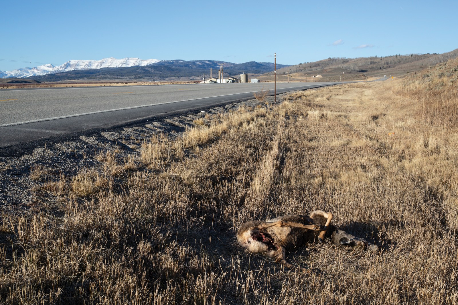 A mule deer carcass on the shoulder of U.S. Highway 191 just shy of the South Rim of the Hoback Basin in November. This busy stretch of highway along the migration route sees a high number of wildlife-vehicle collisions.