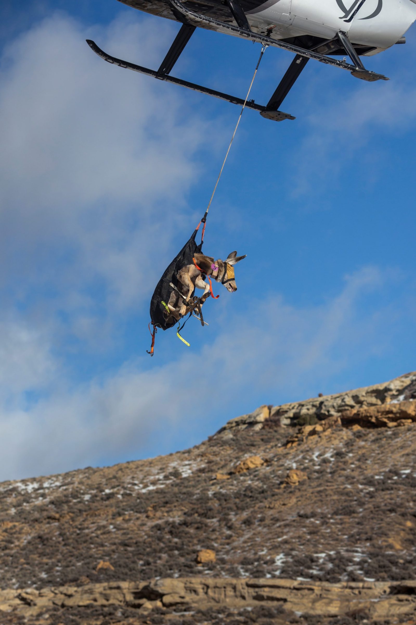 Mule Deer 665 is brought in via helicopter for biological testing in early December near Superior, Wyoming. The doe caught researchers’ attention after she made a surprising migration, traveling more than 220 miles from Wyoming’s Red Desert to summer range near Idaho Falls, Idaho.