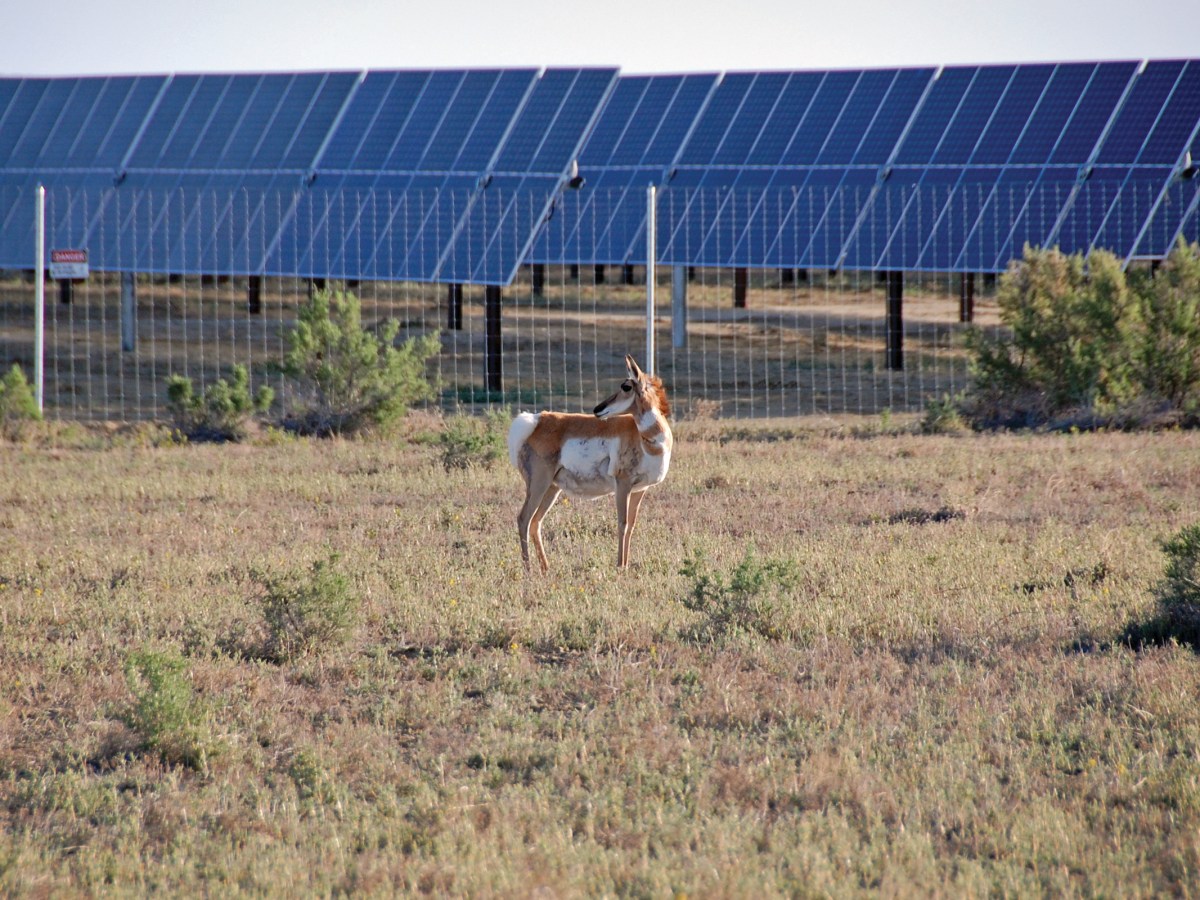 An uncollared female pronghorn near the fencing at the San Juan Solar project. Pronghorn have trouble jumping over fences and other barriers, making it hard for them to cope as their habitat shrinks.