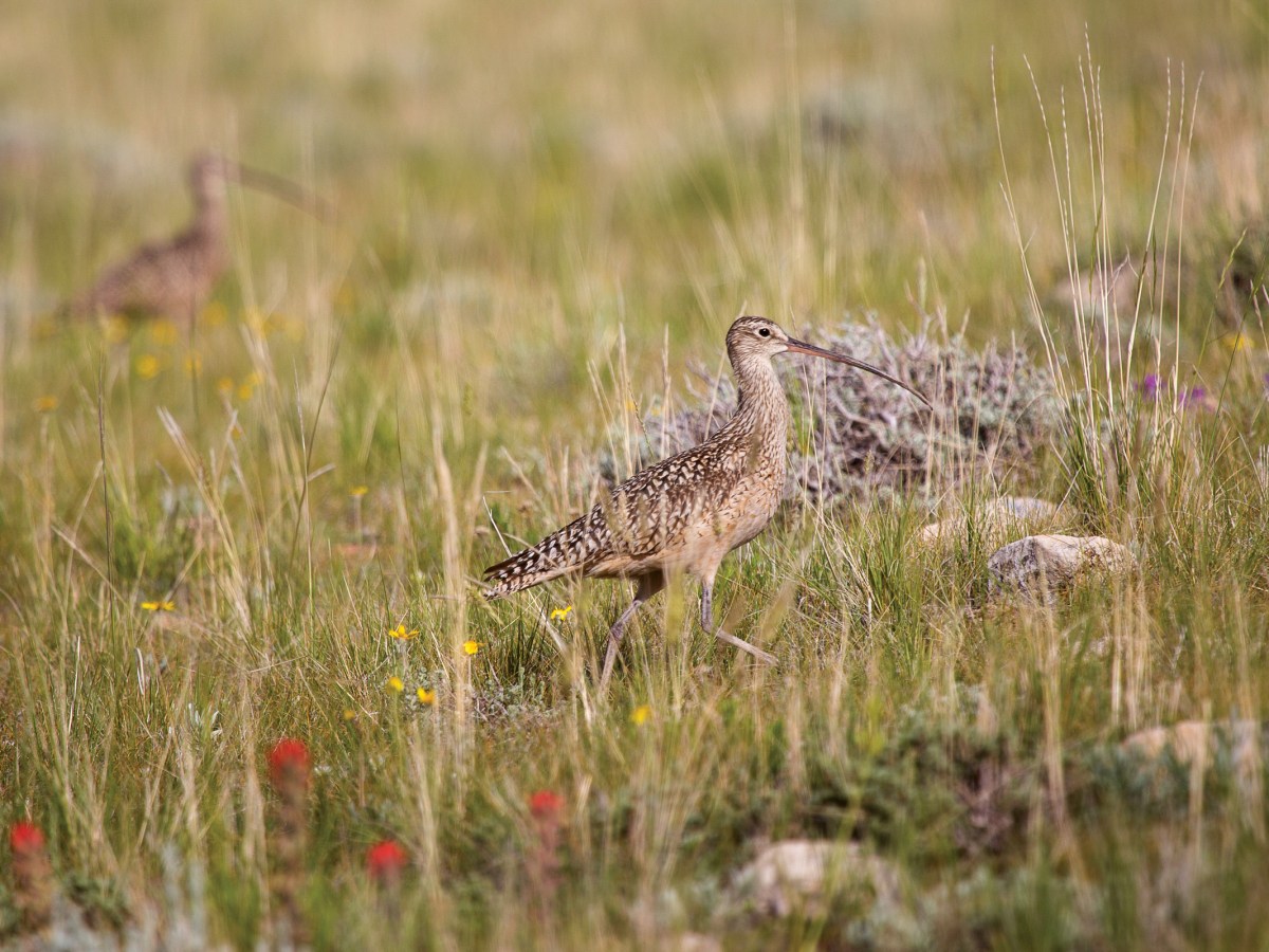 A long-billed curlew in the grasslands near Hogan Reservoir in Park County, Wyoming, about 30 miles north of Cody.