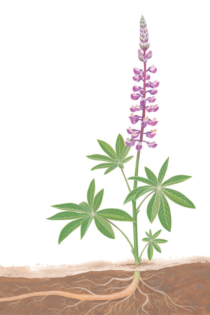 Kincaid’s lupine
