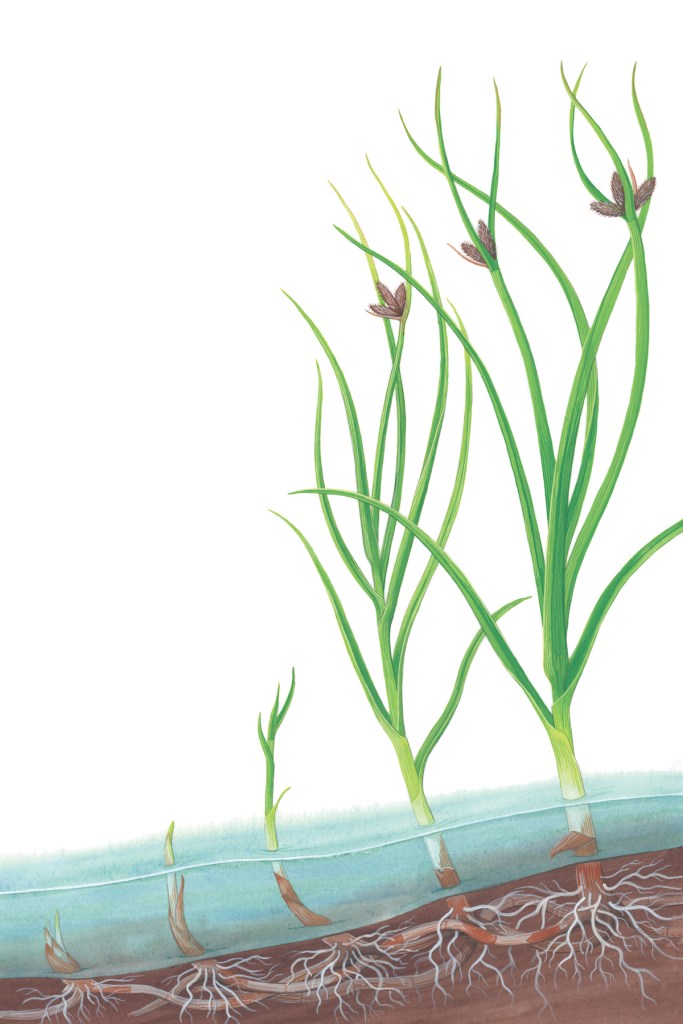 Maritime bulrush