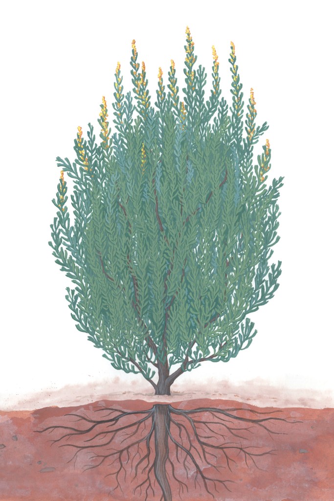 Mountain big sagebrush