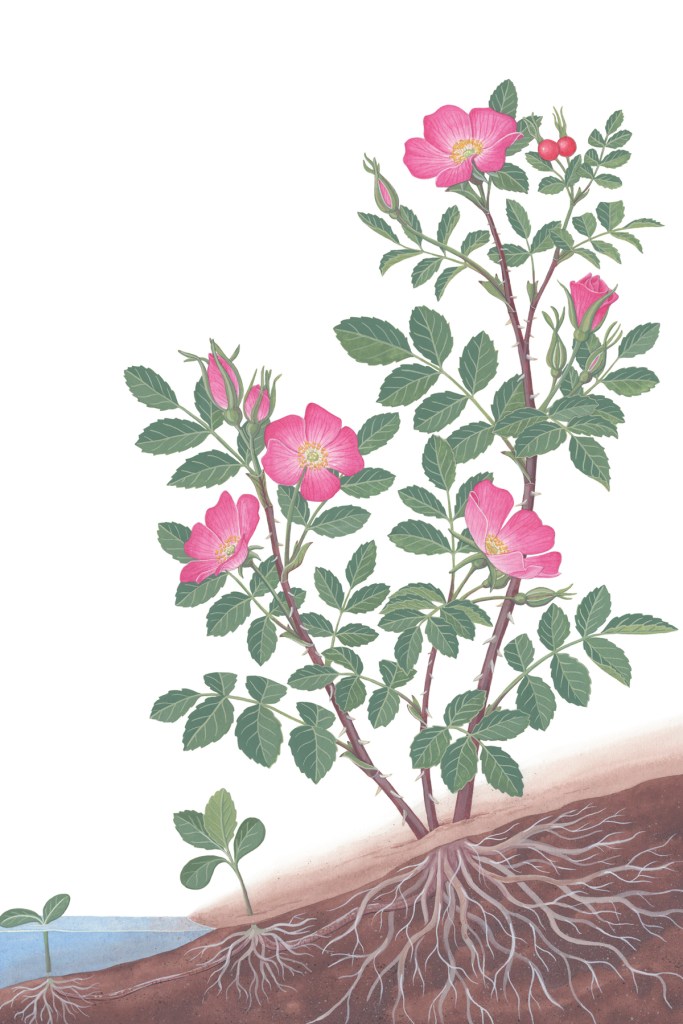 Wild rose