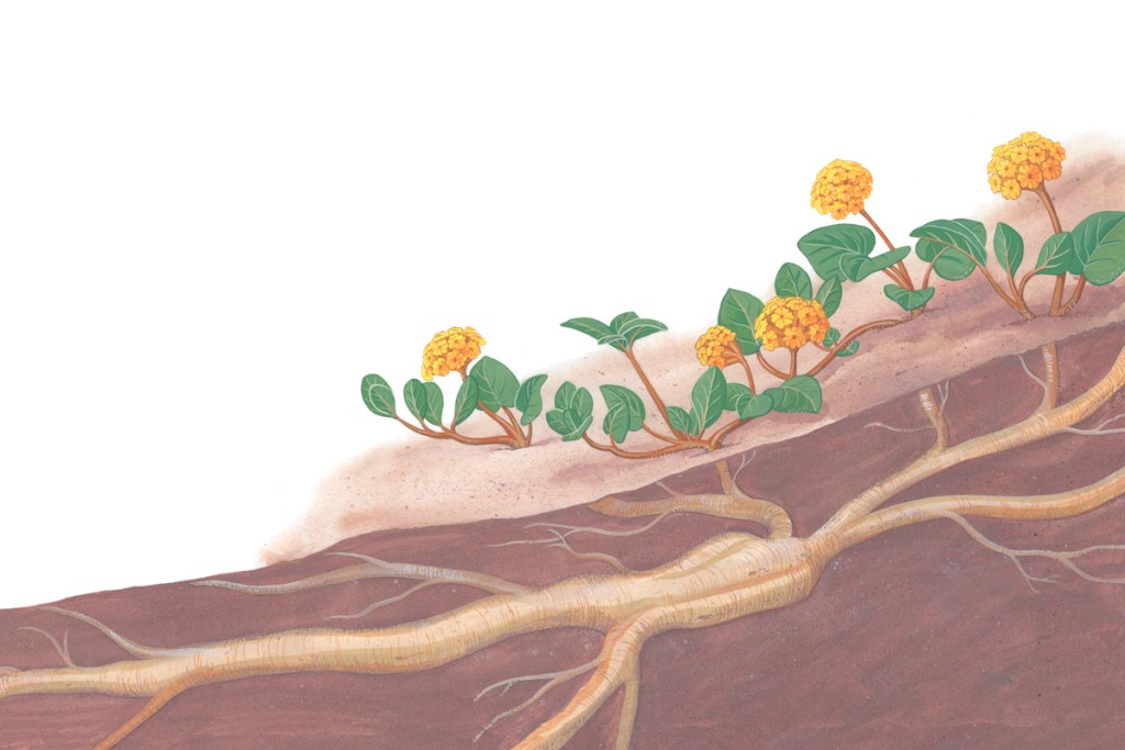 Yellow sand verbena