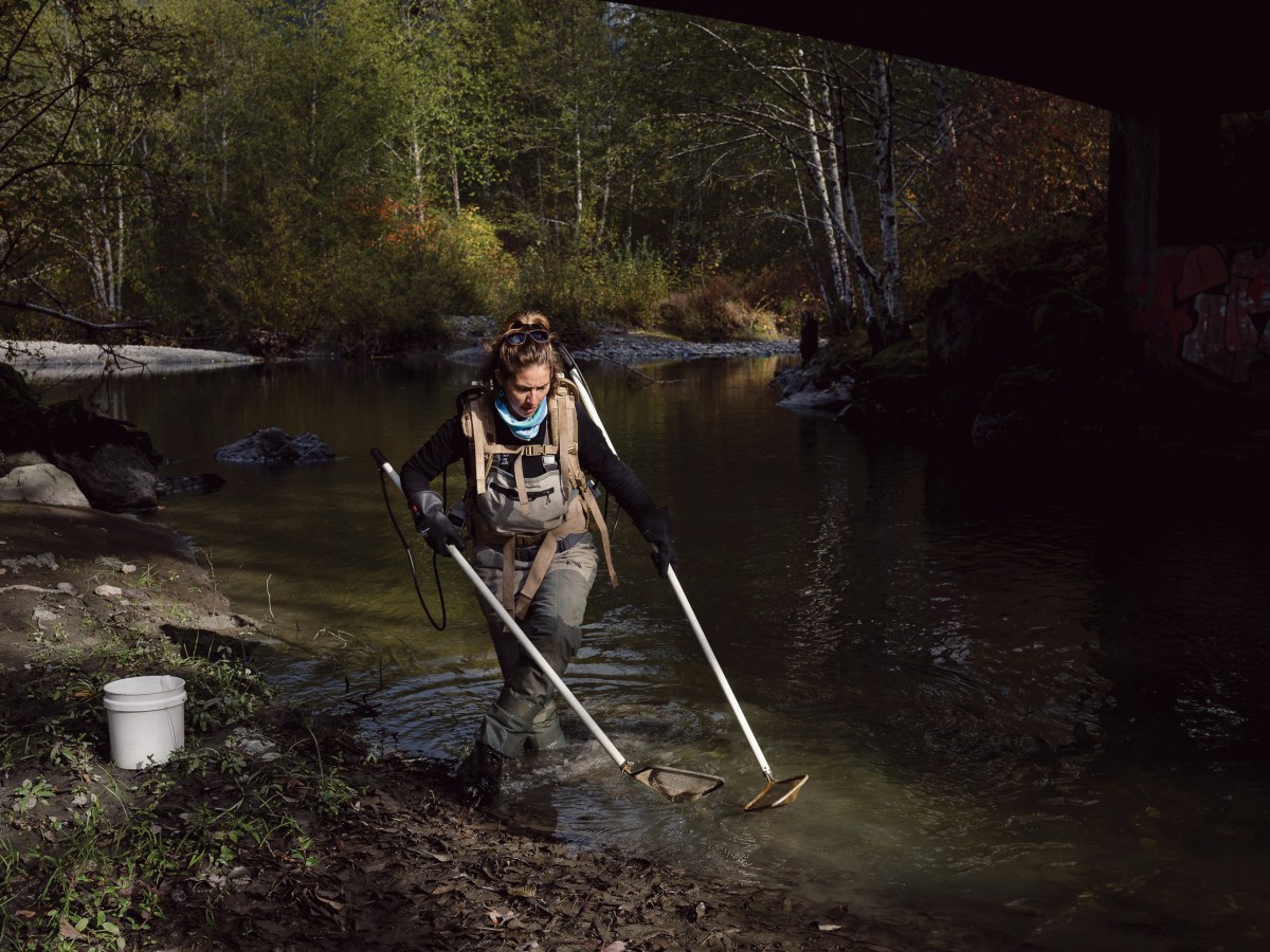 Monica Blanchard, a fish biologist for the U.S. Fish and Wildlife Service, uses electrofishing equipment to track down Pacific lamprey at Boardman Creek near Granite Falls, Washington, last October.