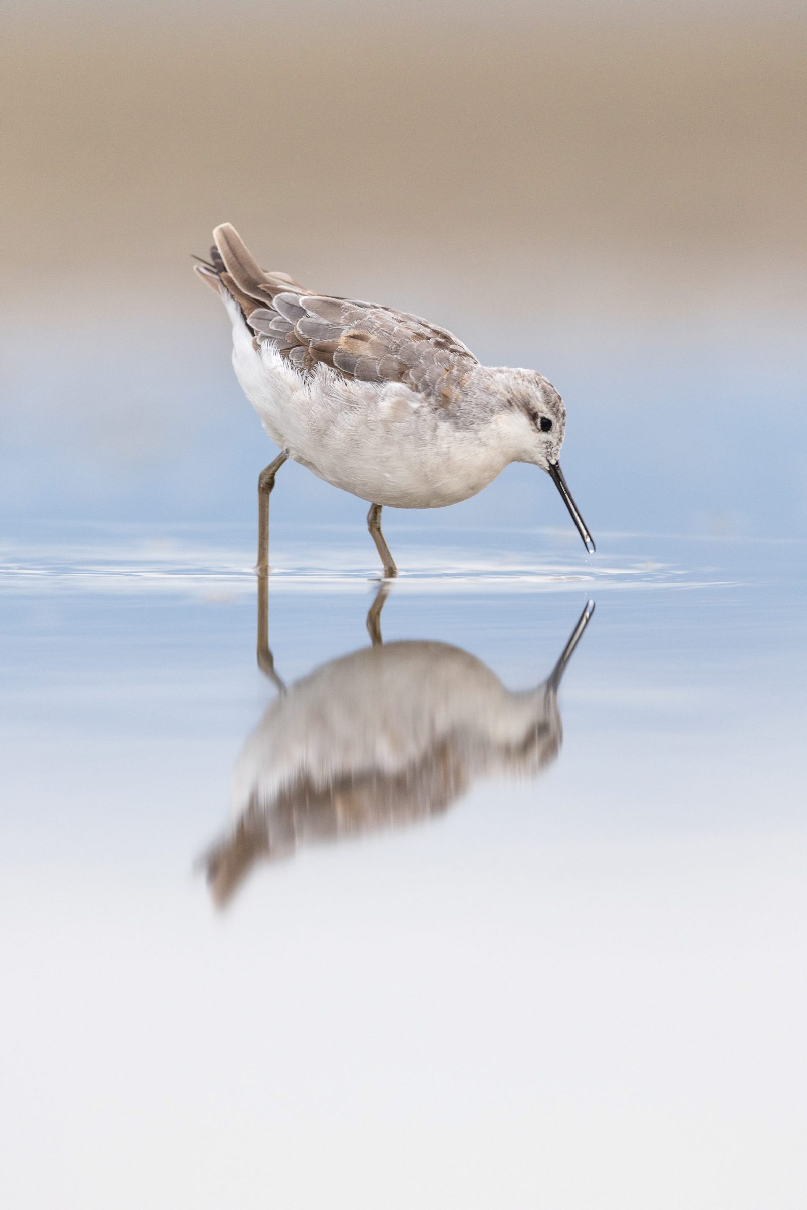 A Wilson’s phalarope forages in shallow water of Utah’s Great Salt Lake.