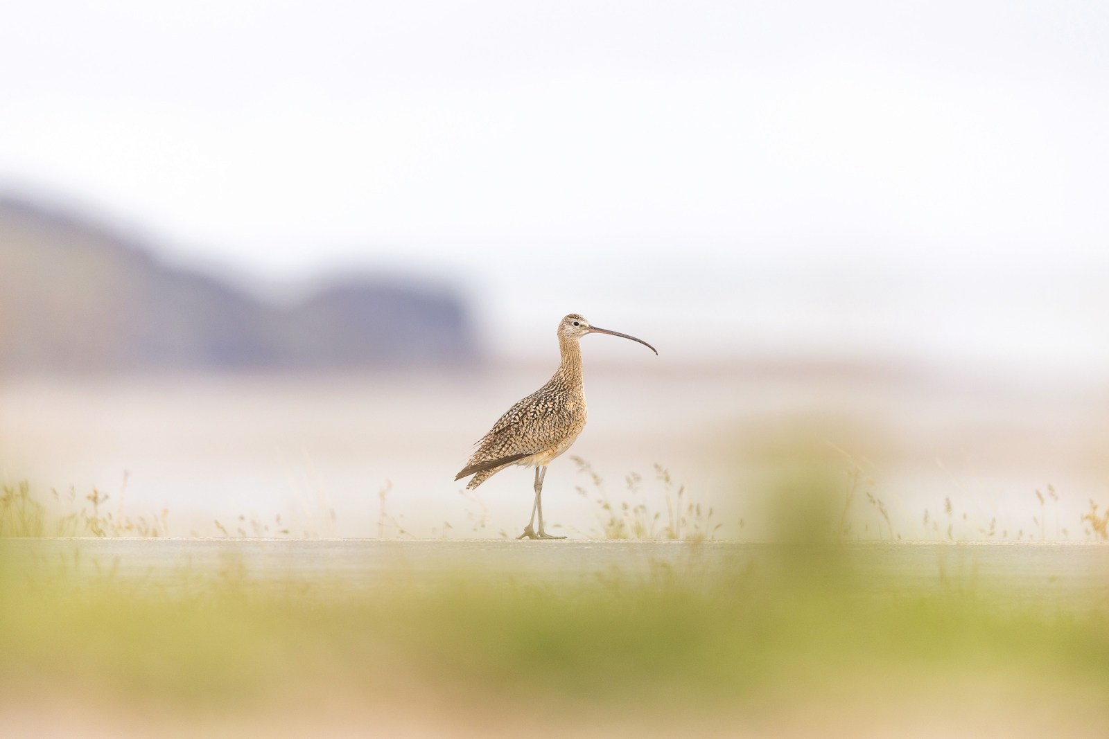 A long-billed curlew in the upland habitat near the shoreline of Utah’s Great Salt Lake.