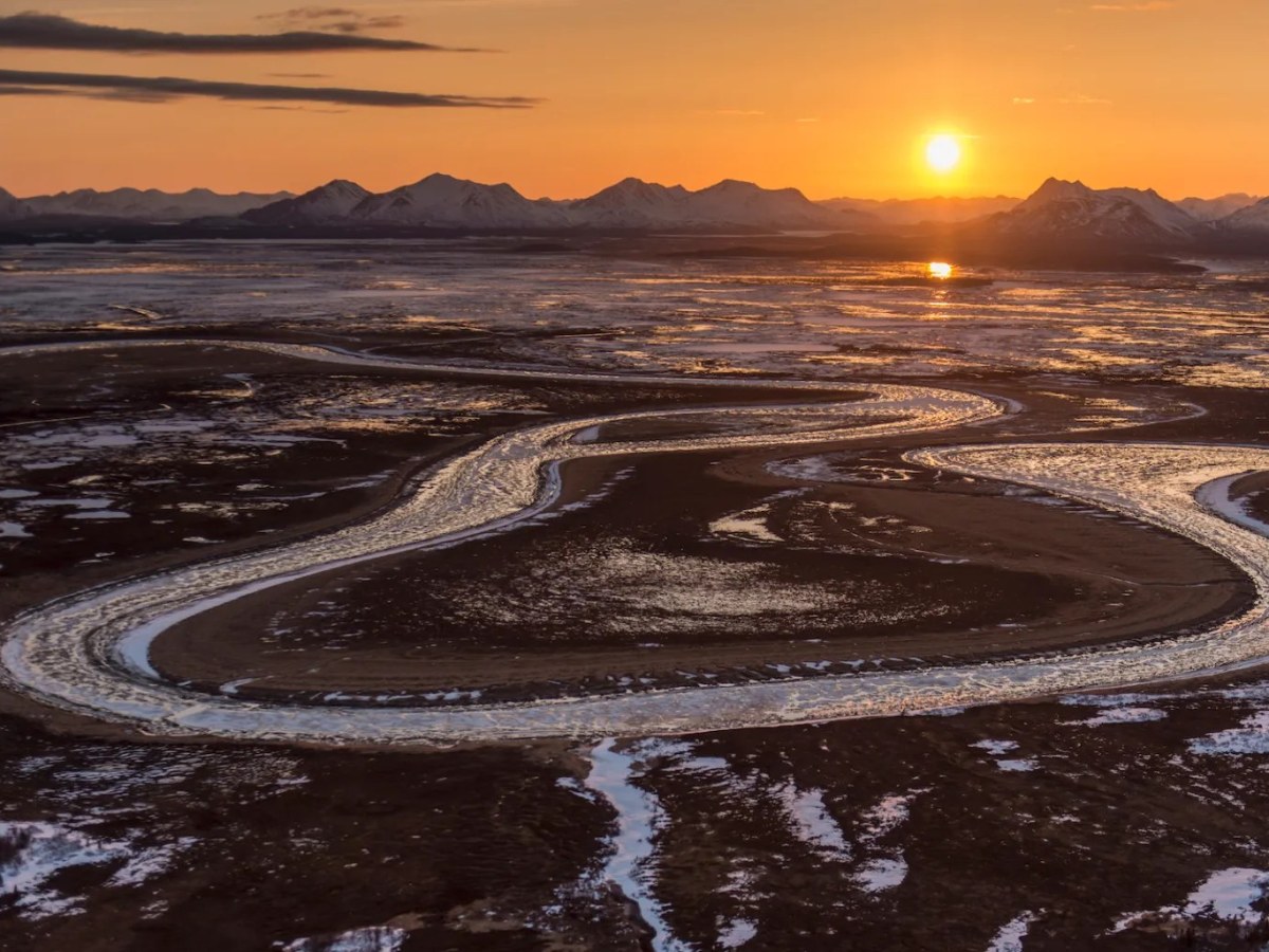 The culling of Alaska’s bears and wolves
