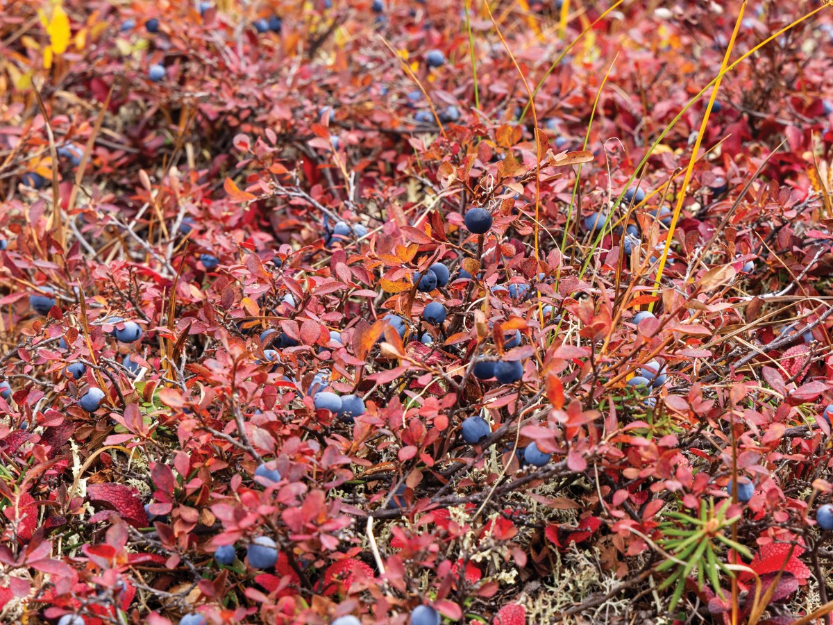 What the tundra provides