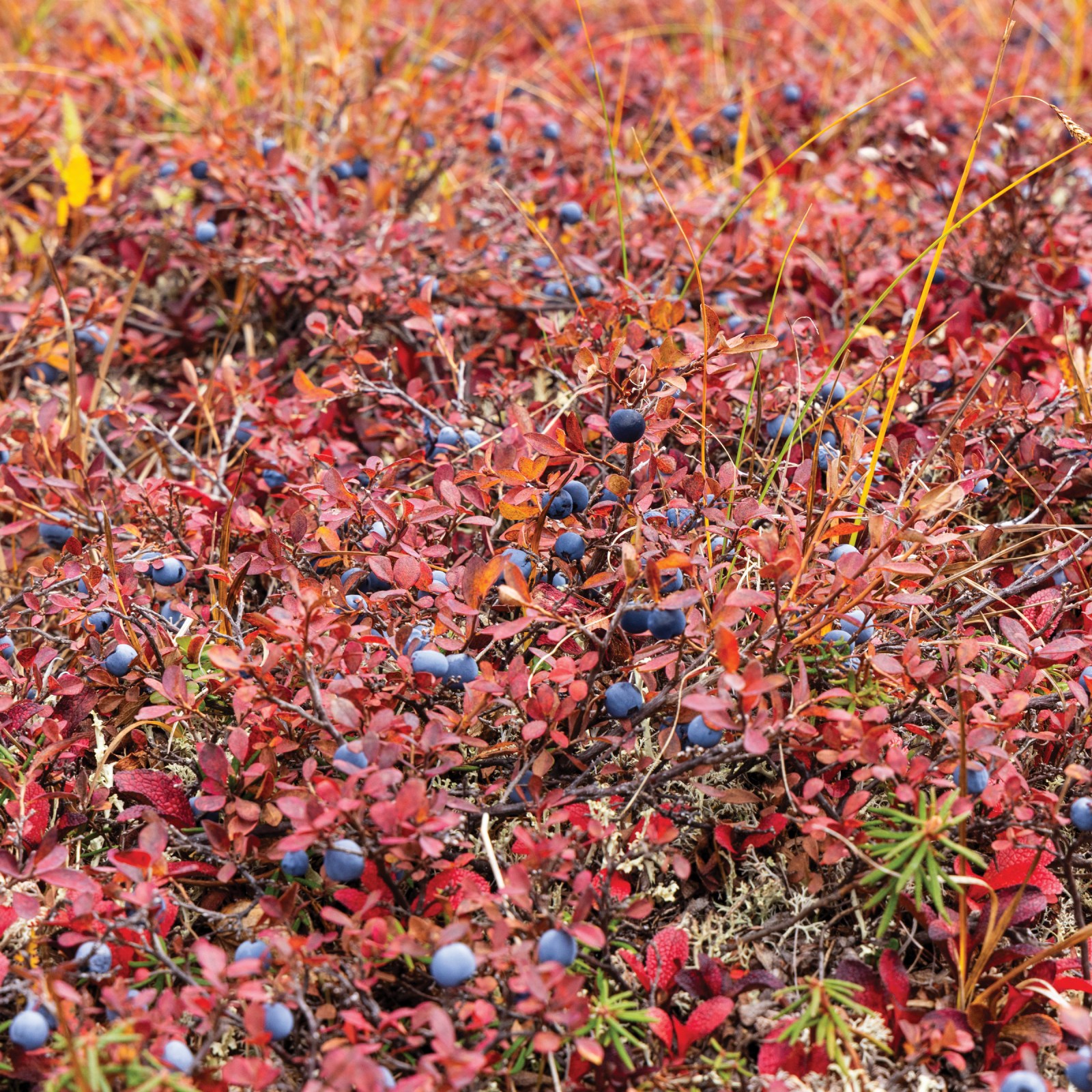 Wild blueberries in the foothills of the Alaska Range, near Cantwell.