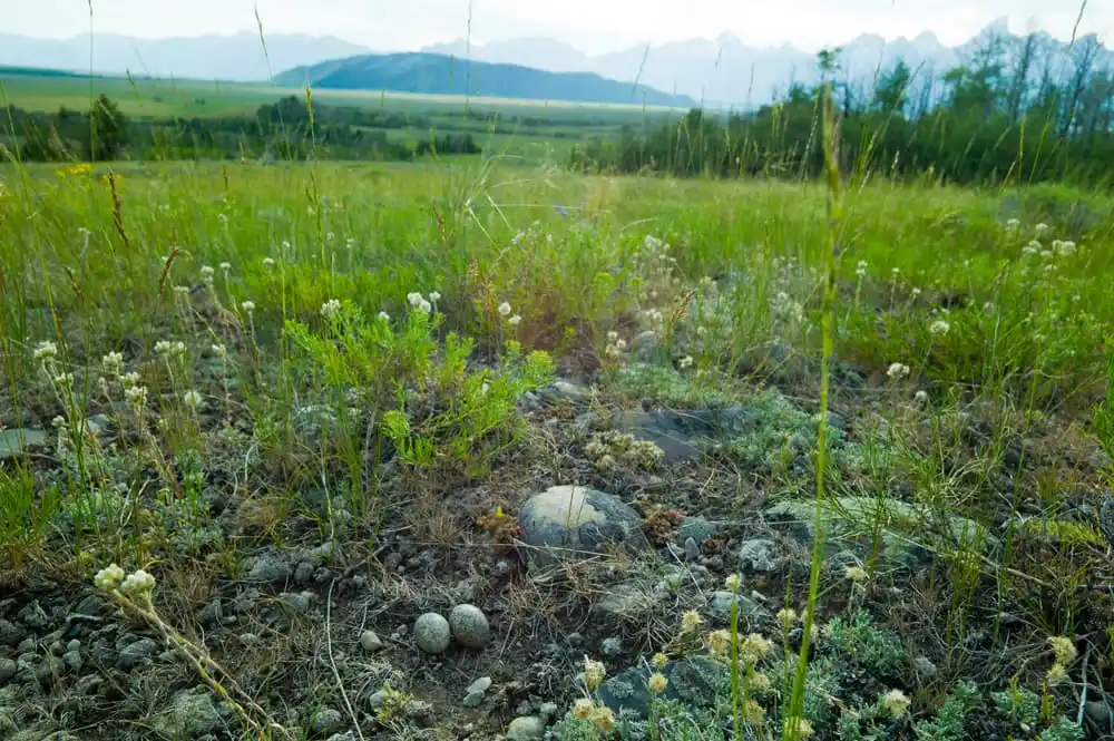 From fragile nighthawk eggs to views of the rugged summit of the Grand Teton, this 640-acre state school trust parcel in Grand Teton National Park holds significant natural resource values. Should Wyoming sell it, private interests could develop the land as a residential subdivision.